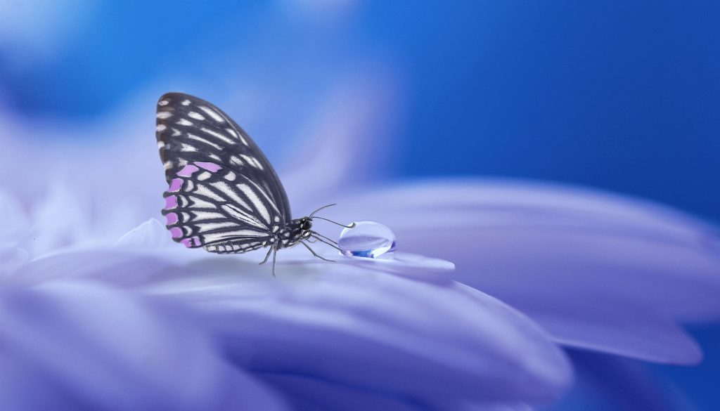 schmetterling-ios schmetterling ios e