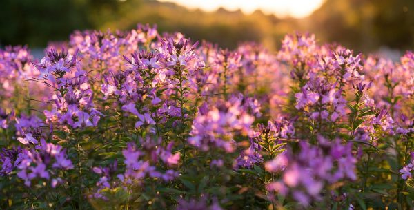 schaerfentiefe-3d Was versteht man unter Schärfentiefe?