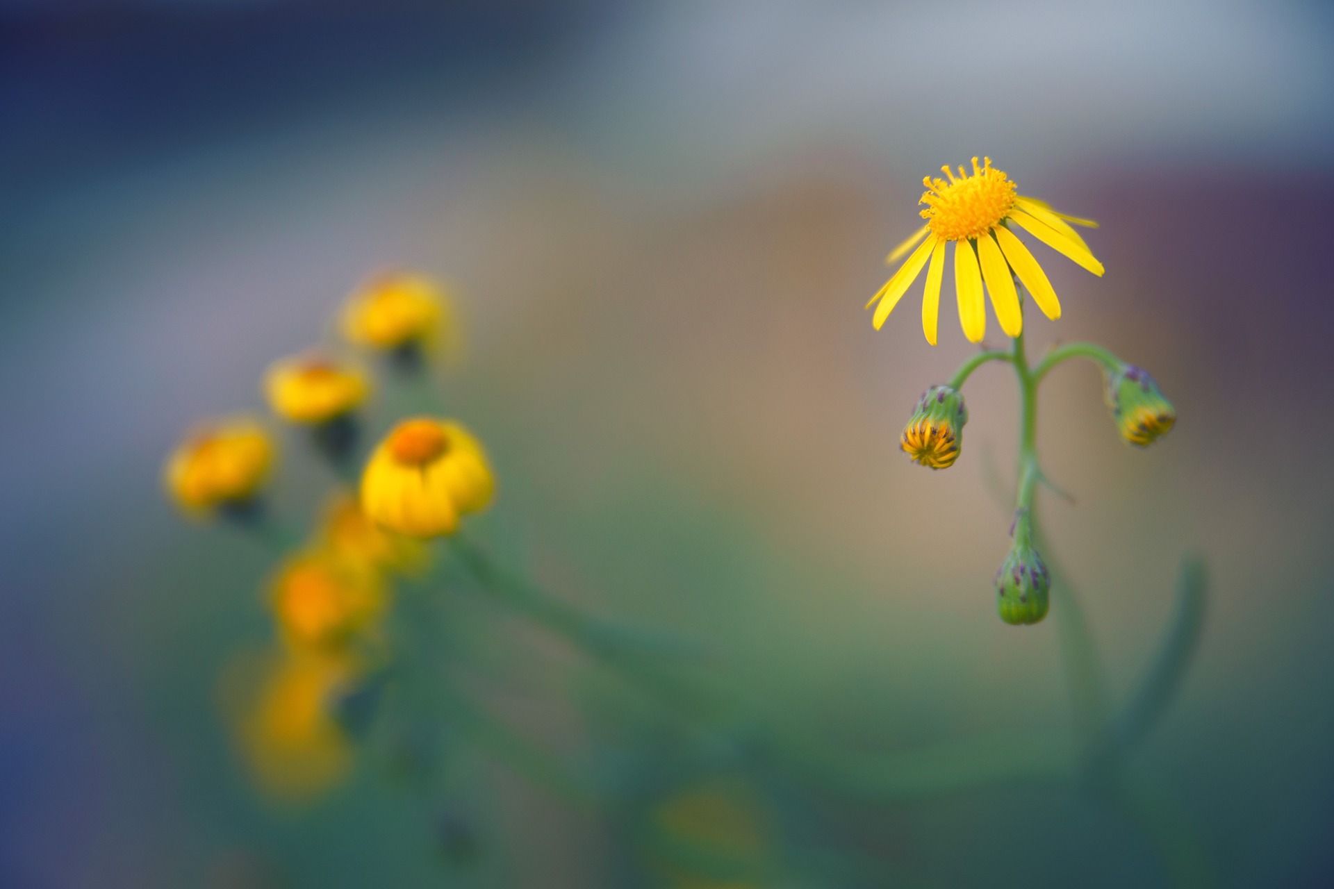 schlechtes-bokeh schlechtes bokeh e