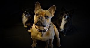 google d animals e